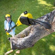 Trusted Sunny Isles Beach, FL Tree Removal and Landscaping Services Experts